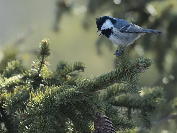 Kuusitiainen, Coal Tit, Periparus ater